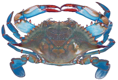 blue crab (cooked)